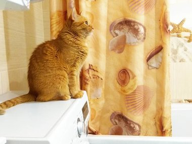 Антистрессовая фотогалерея: коты, которые идеально вписались в интерьер