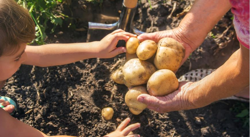 Как правильно поливать картофель в течение сезона и перед сбором урожая