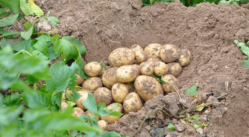 Когда копать картошку и как сохранить клубни свежими и здоровыми?