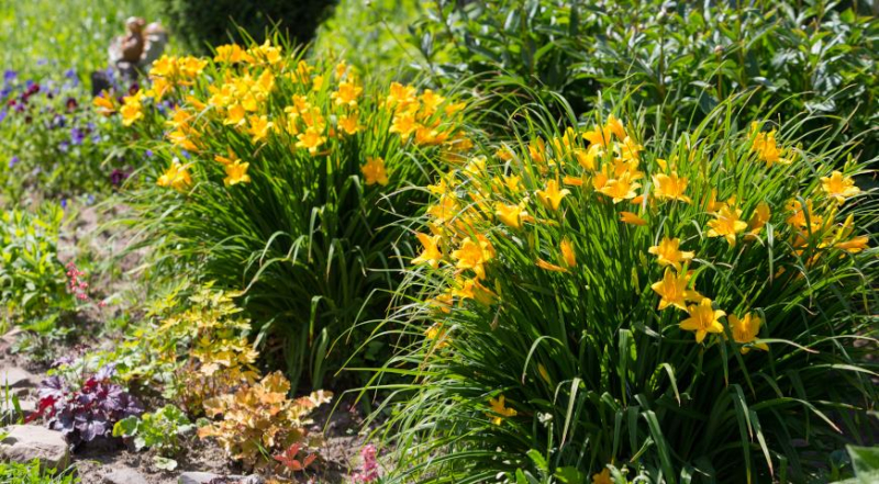 Лилейники в саду и цветниках, выбор компаньонов и с чем сажать