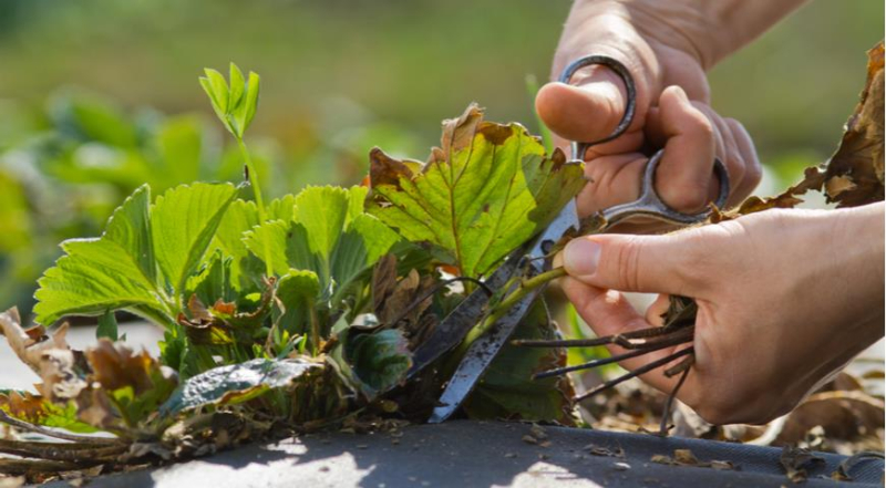 Срезать или нет листья клубники после сбора урожая, как правильно и в какие сроки