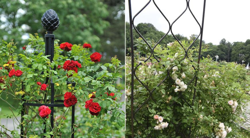 Вьющиеся розы зимостойкие и пышно цветущие летом, посадка с фото и уход