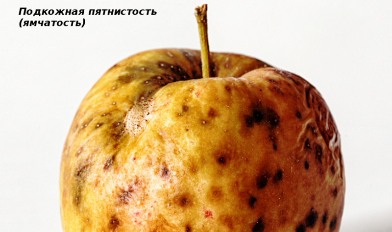 Что случилось с урожаем яблок, 11 яблочных проблем и способы их решения