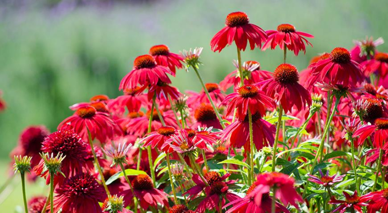 Эхинацея - популярное растение для вашего цветника: сорта с фото и все секреты выращивания
