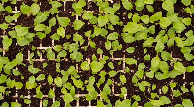 Эхинацея - популярное растение для вашего цветника: сорта с фото и все секреты выращивания