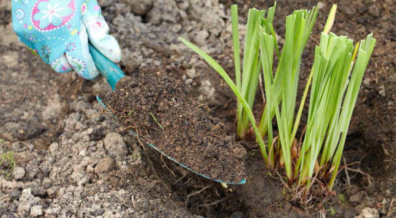 Как правильно посадить многолетние растения