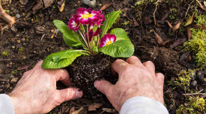 Как правильно посадить многолетние растения