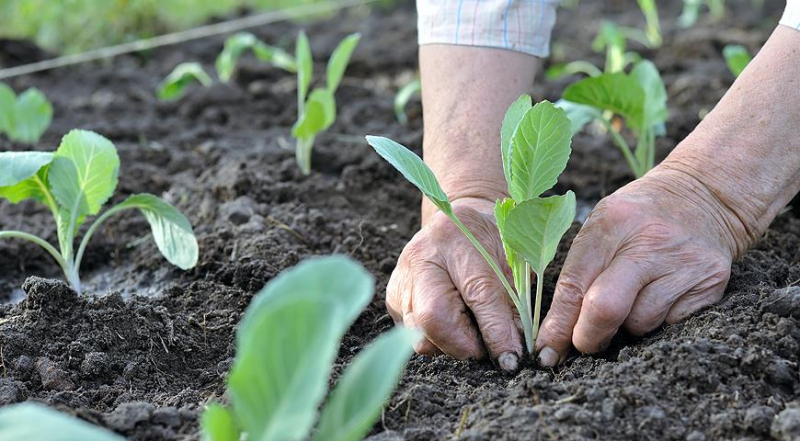 Капуста: все о выращивании, начиная с рассады и до сбора урожая