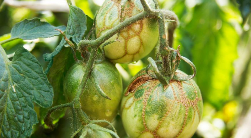 Почему помидоры вырастают с пятнами, пустые внутри или искривленные