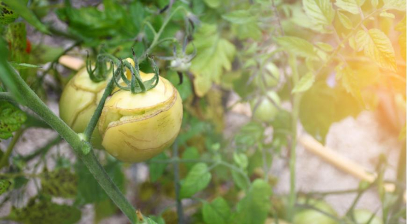 Почему трескаются помидоры и можно ли их спасти
