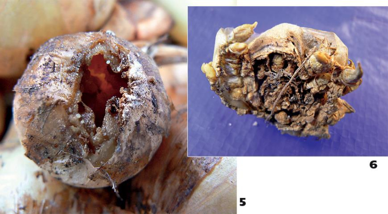 Болезни луковичных растений, определитель проблемных луковиц по фото