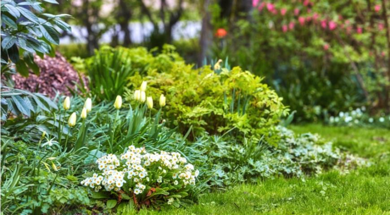 Где и как лучше сажать луковичные цветы в саду, чтобы получить красивые цветники