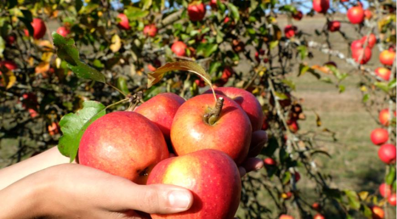 Яблоня после урожая: осенний уход за яблоней