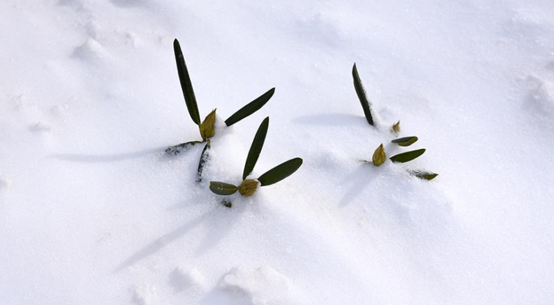 Как правильно подготовить рододендроны к зиме, чтобы весной они порадовали вас своим цветением