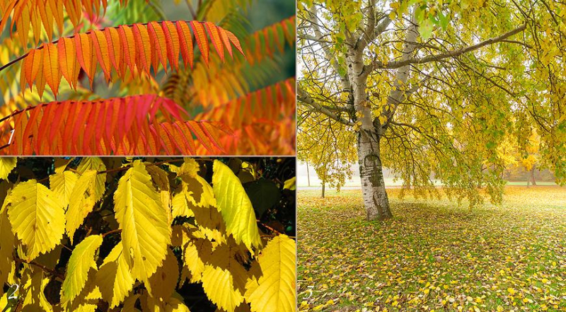 Неприхотливые деревья и кустарники с красивой осенней листвой