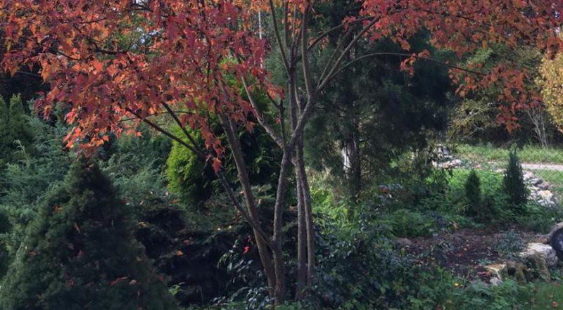 Осеннее черенкование растений
