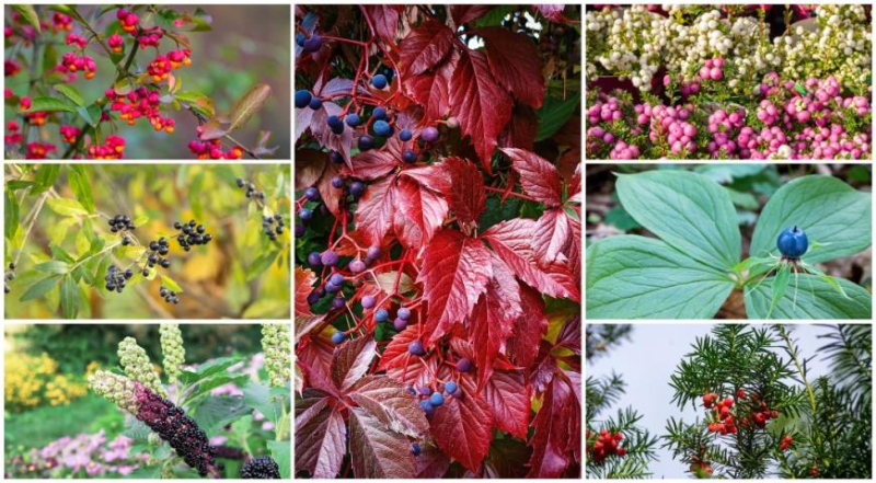 Осенние ядовитые и несъедобные ягоды, топ-15 красивых и опасных растений