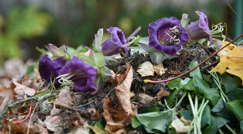 Осенняя обрезка цветника: какие растения надо обрезать в зиму?