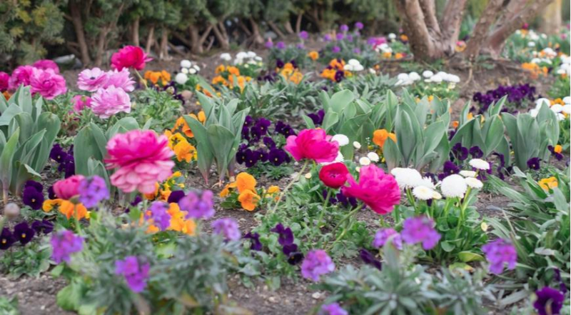С чем посадить тюльпаны: выбираем цветущие растения