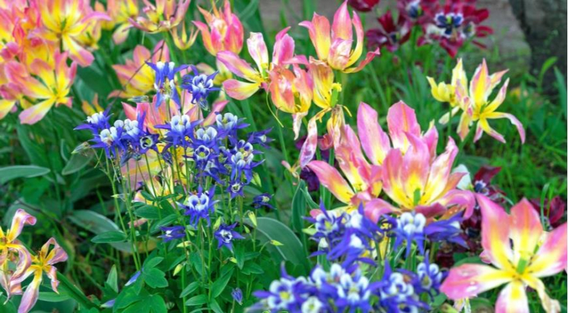 С чем посадить тюльпаны: выбираем цветущие растения