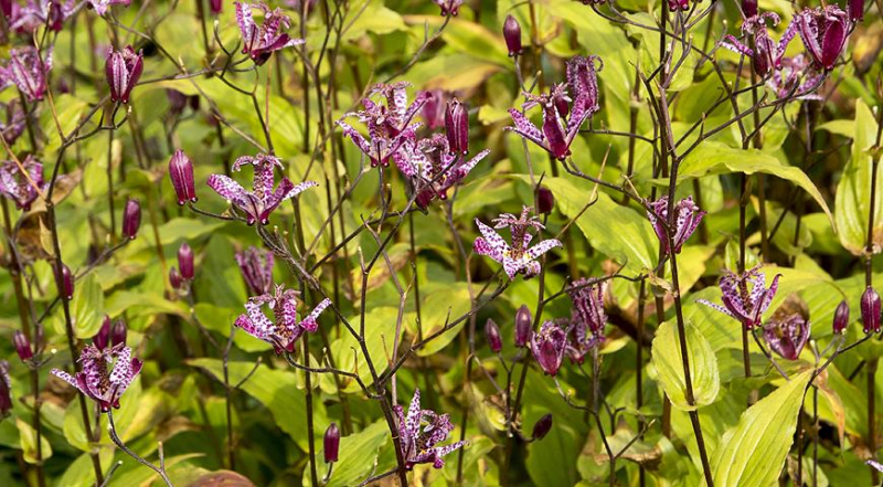 Трициртис - осенняя садовая лилия: все секреты выращивания