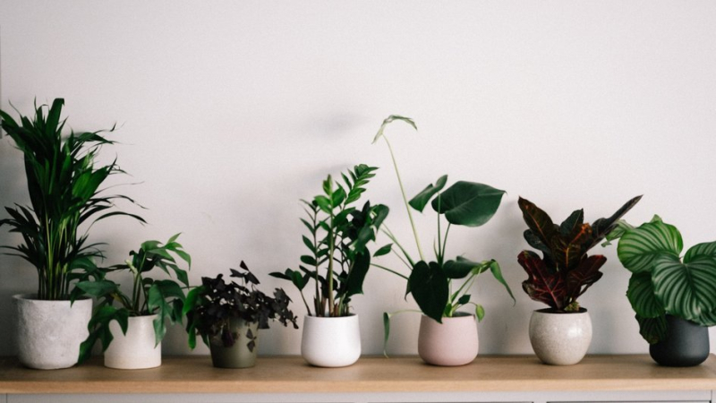 5 проблем, которые могут возникнуть даже с неубиваемыми комнатными растениями
