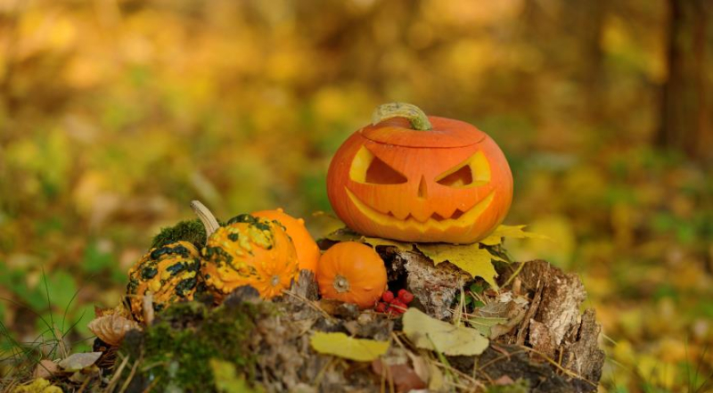 Хэллоуин: история и традиции, как выбрать тыкву и подготовиться к празднику