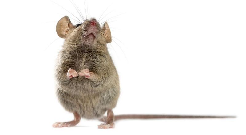 Как бороться с мышами в дачном доме: народные и готовые специальные средства
