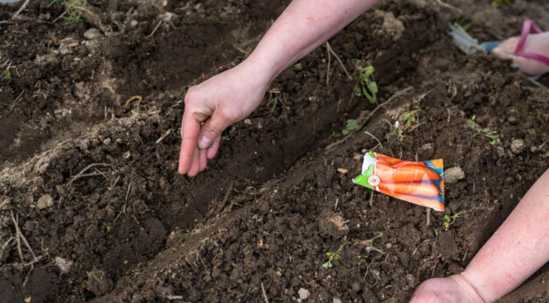 Как правильно посеять морковь под зиму и какие сорта лучше выбрать