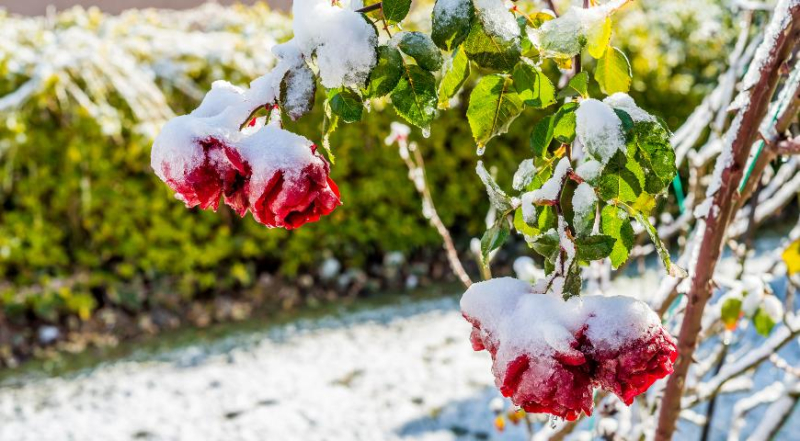 Как правильно укрыть розы на зиму, советы эксперта Любови Бумбеевой