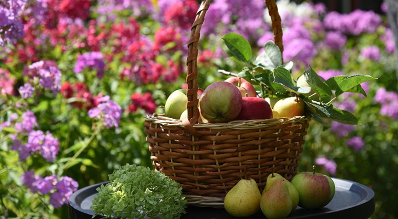 Как сохранить урожай фруктов и овощей до весны