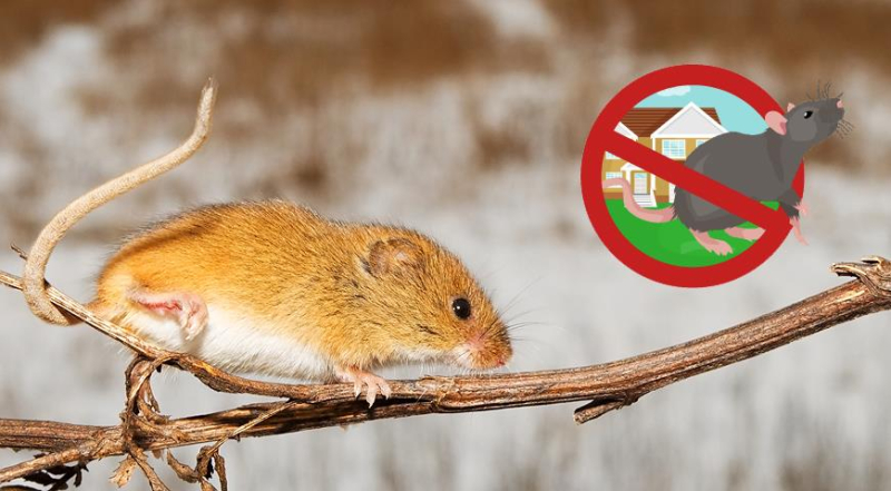 Как защитить свой сад и дом от зайцев, мышей и крыс