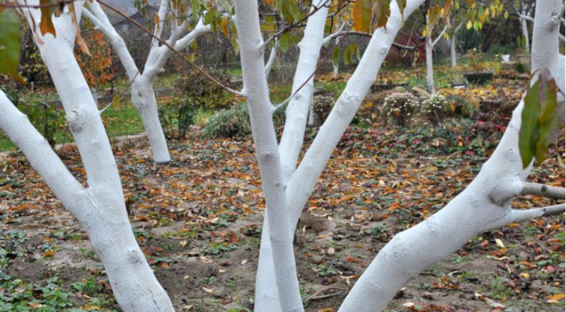 Когда и чем обрабатывать деревья осенью по Лунному календарю 2023 года