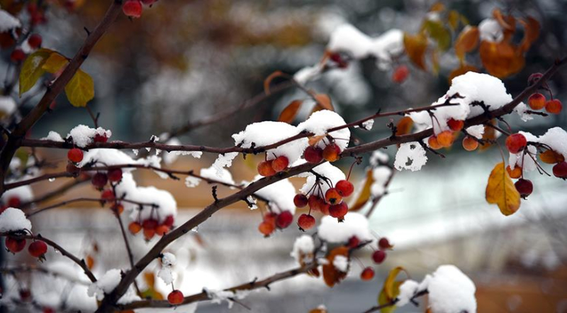 Когда ждать первый снег в Московском регионе и что делать с растениями