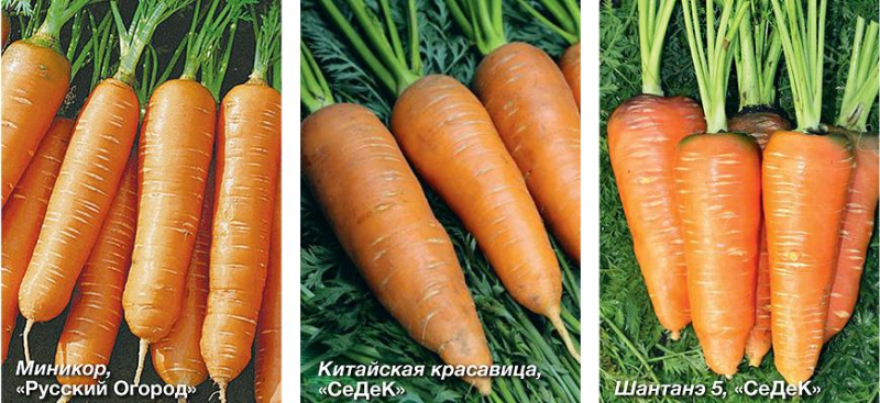 Обзор овощей для подзимнего посева