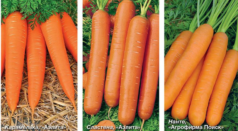 Обзор овощей для подзимнего посева