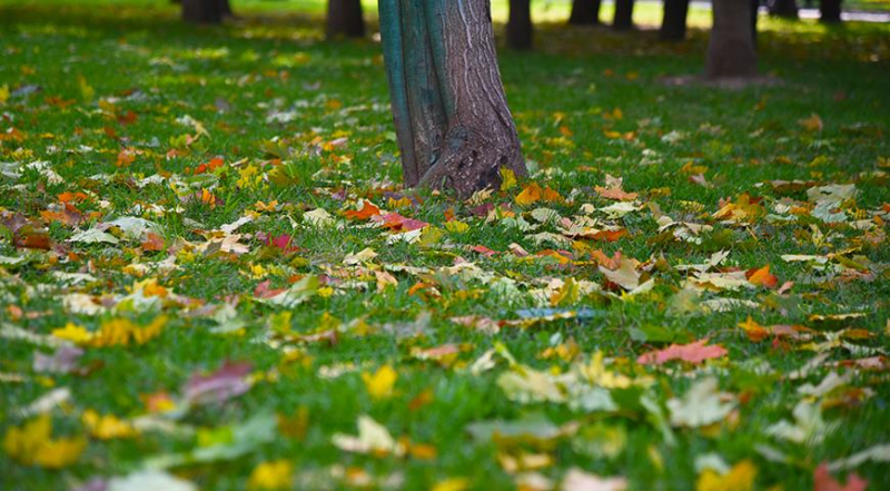 Осенние листья: убирать или нет с газона и цветников?