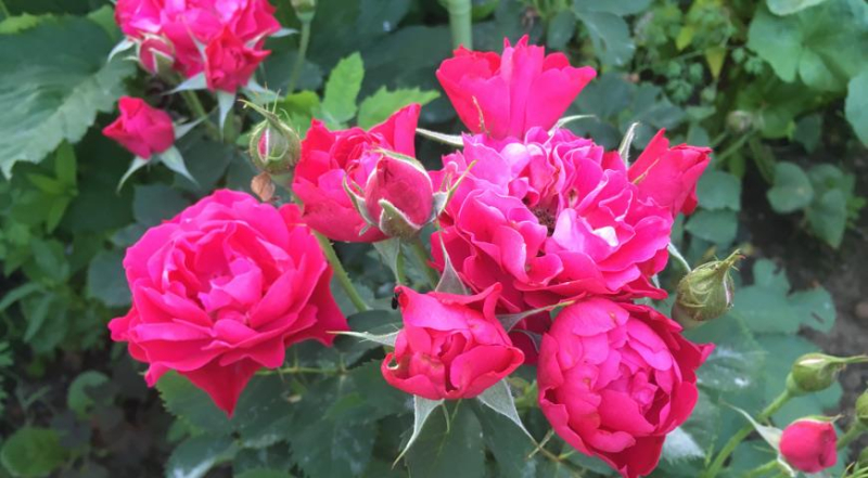 Осенний уход за розами: укрытие, обработка и обрезка