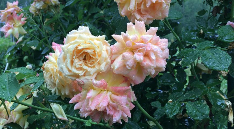 Осенний уход за розами: укрытие, обработка и обрезка