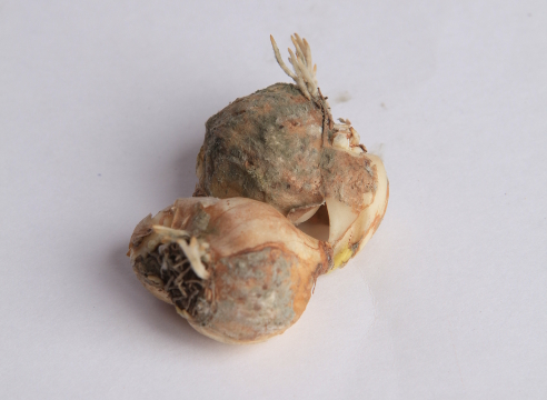 Основные болезни тюльпанов и способы защиты луковиц