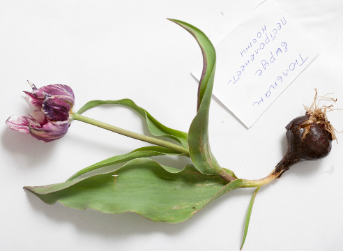 Основные болезни тюльпанов и способы защиты луковиц