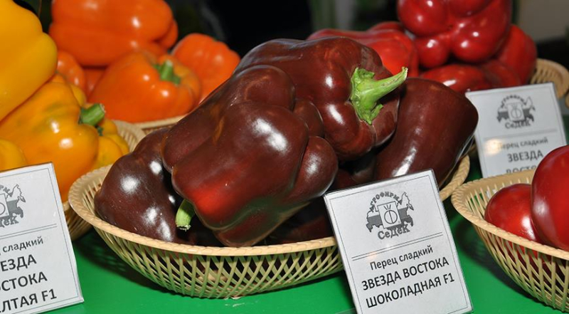 Семена томатов, перцев и баклажанов: краткая подсказка по выбору сортов и гибридов для посева на рассаду