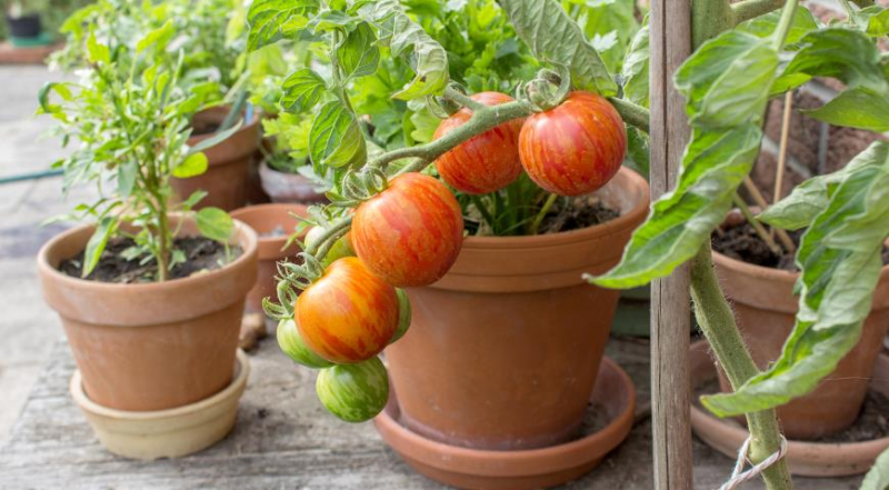 ТОП-5 вечных овощей: их можно пересаживать с грядки в дом и обратно