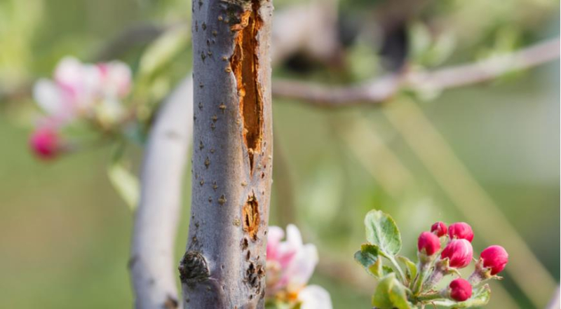 Трещины на коре яблони: это болезнь или неправильный уход, и как срочно помочь деревьям