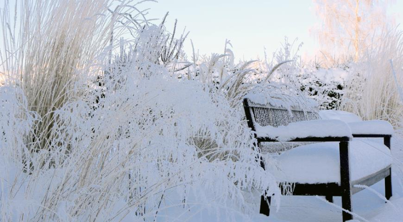 Зимний уход за декоративными травами: секреты обрезки и укрытия