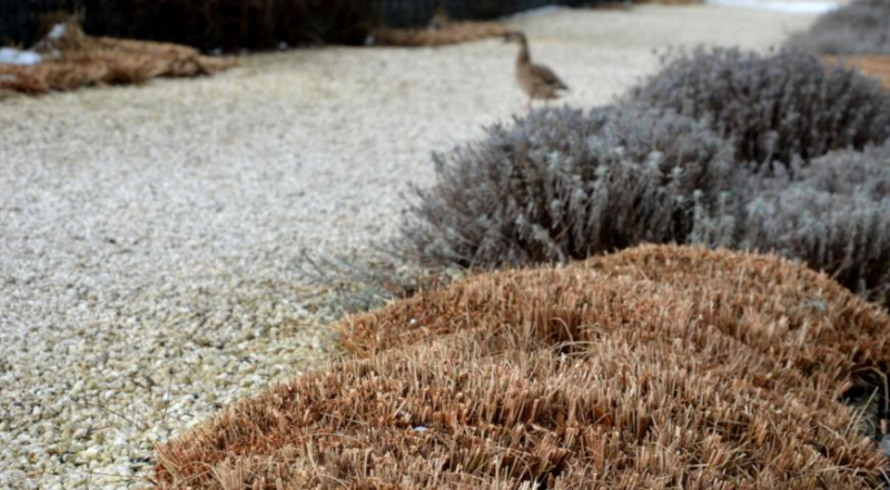Зимний уход за декоративными травами: секреты обрезки и укрытия
