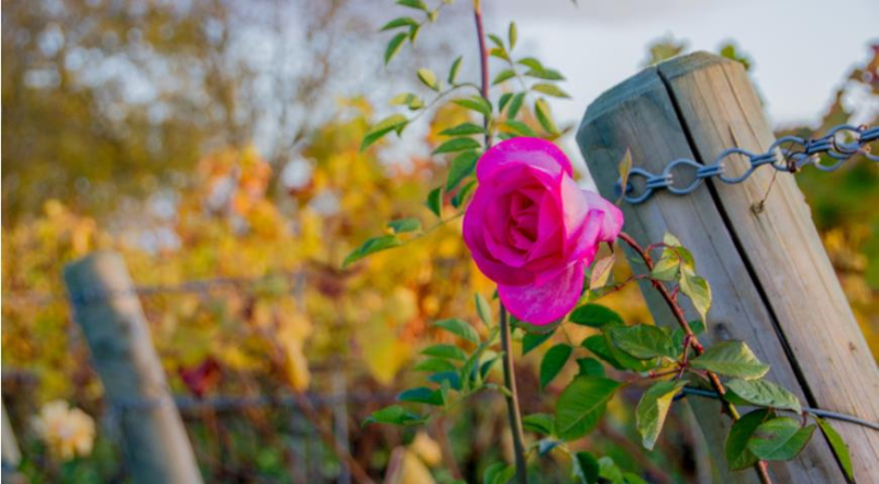 Чем обработать розы осенью для защиты от болезней