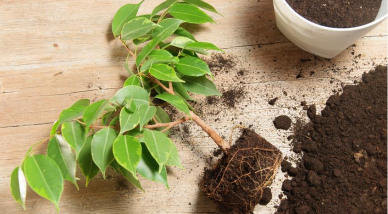 Фикус Бенджамина: как вырастить красивое растение в домашних условиях