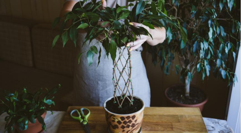 Фикус Бенджамина: как вырастить красивое растение в домашних условиях