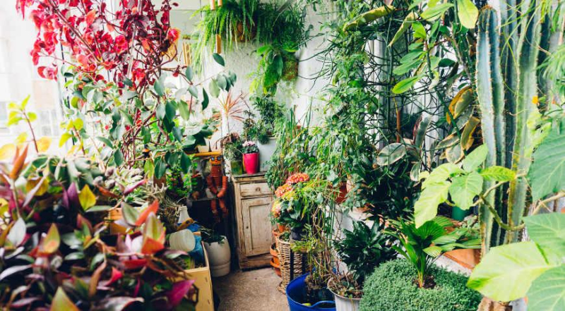 Как подготовить к зиме комнатные растения: советы Елены Костровой, коллекционера редких растений